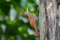 Klouzalek carkotemenny - Lepidocolaptes souleyetii - Streak-headed Woodcreeper o3608